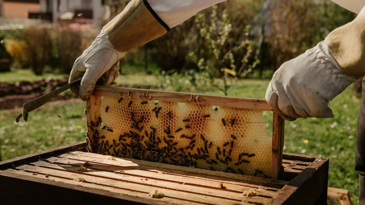 Cover Image for How one urban beekeeper is helping heal her neighborhood